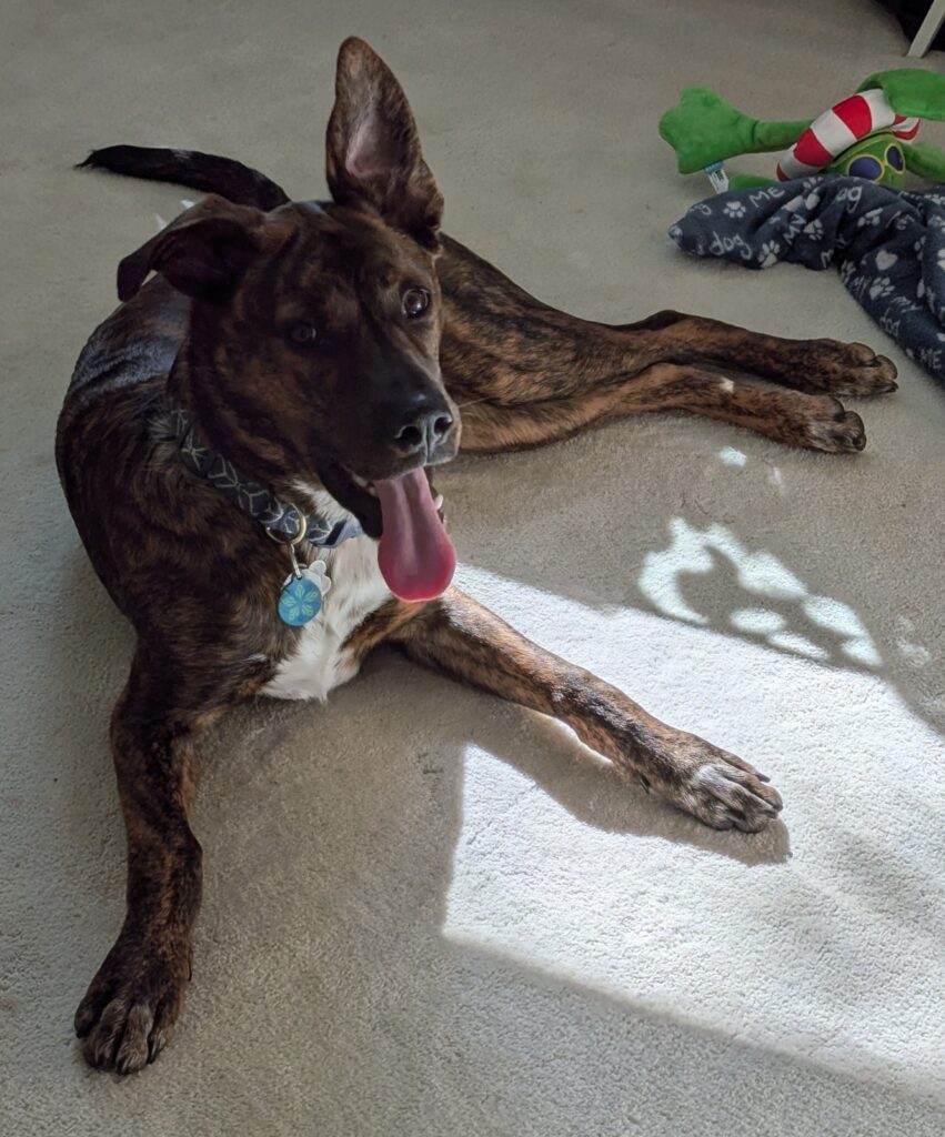 Brownie, the brindle super mutt